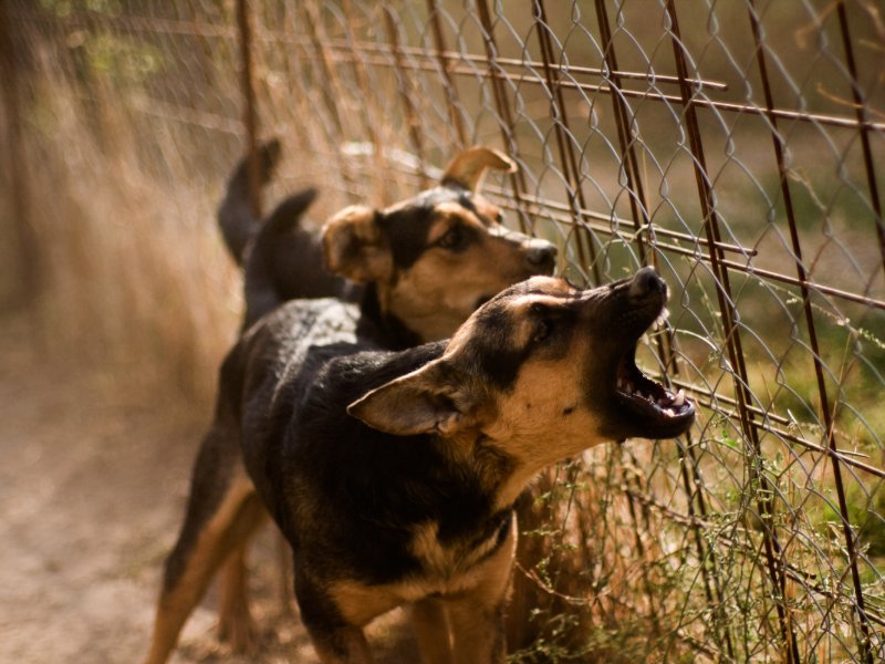 Gulfport dog bite attorney